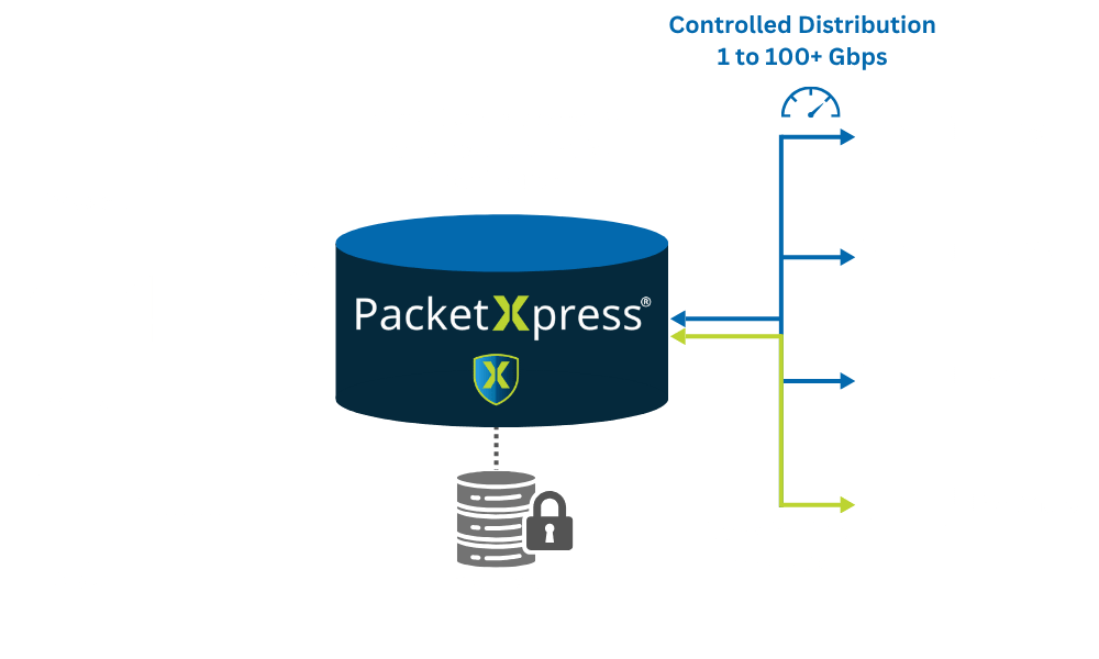 PX Spider Graphic V1 (12)