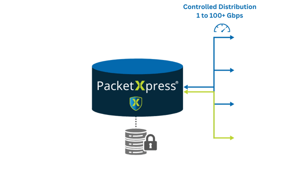 PX Spider Graphic V1 (13)
